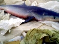Blue Shark