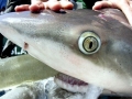 Blue Shark