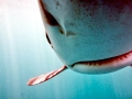 Blue Shark