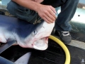 Blue Shark