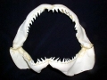 Blue Shark