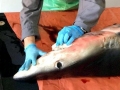 Blue Shark