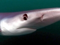Blue Shark
