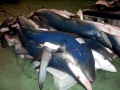 Blue Shark