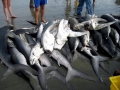 Blue Shark