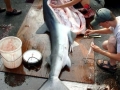 Blue Shark