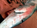 Blue Shark