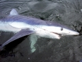 Blue Shark