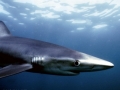 Blue Shark