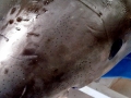 Blue Shark