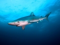 Blue Shark