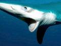 Blue Shark