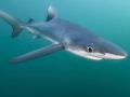 Blue Shark