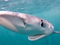 Blue Shark