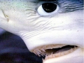 Blue Shark