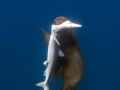 Blue Shark