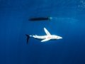 Blue Shark