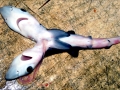 Blue Shark