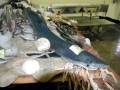 Blue Shark