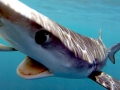 Blue Shark