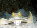 Blue-spotted Stingray