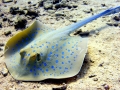 Blue-spotted Stingray
