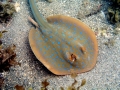 Blue-spotted Stingray