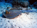 Blue-spotted Stingray