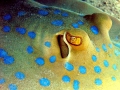 Blue-spotted Stingray