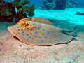 Blue-spotted Stingray
