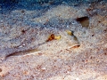 Blue-spotted Stingray