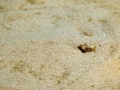 Blue-spotted Stingray