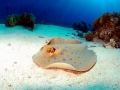 Blue-spotted Stingray