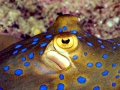 Blue-spotted Stingray
