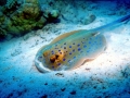 Blue-spotted Stingray