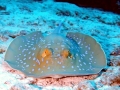 Blue-spotted Stingray
