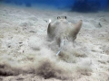 Blue-spotted Stingray