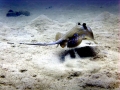 Blue-spotted Stingray