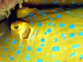 Blue-spotted Stingray