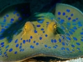 Blue-spotted Stingray