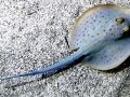 Blue-spotted Stingray