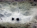 Blue-spotted Stingray