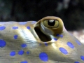 Blue-spotted Stingray