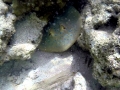 Blue-spotted Stingray