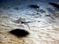 Blue-spotted Stingray