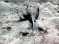 Blue-spotted Stingray