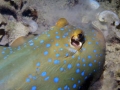 Blue-spotted Stingray