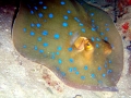 Blue-spotted Stingray