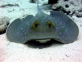 Blue-spotted Stingray