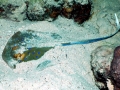 Blue-spotted Stingray